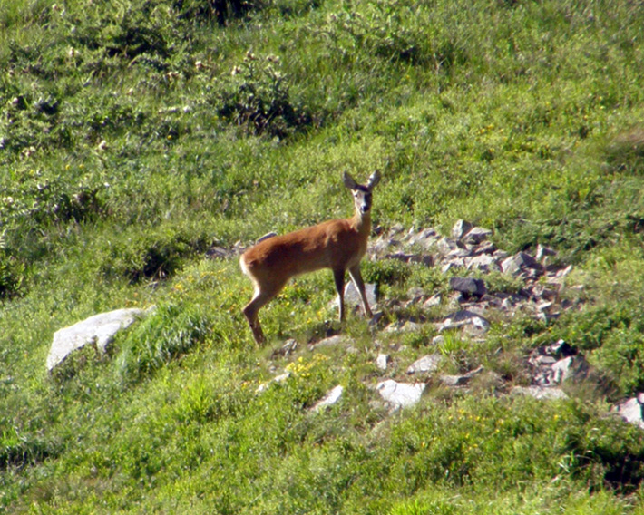 Il Capriolo